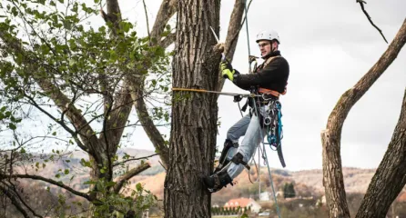Profielfoto van functie boomzorgspecialist: De boomzorgspecialist met klimharnas imn een boom die met een handzaag een tak afzaagt